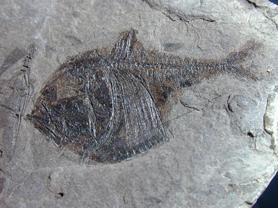 Fósil de Pez hacha. Argyropelecus
