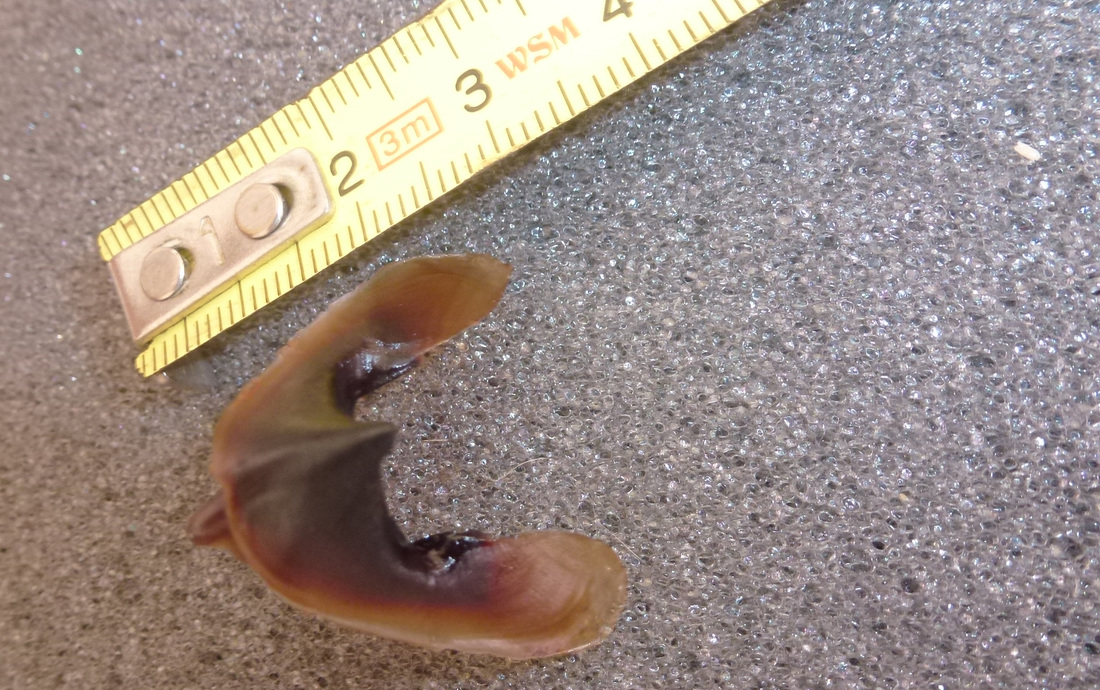 Boca de calamar encontrado en estómago de tiburón cañabota