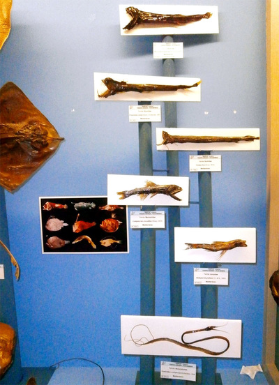 Peces abisales en museo Hontza