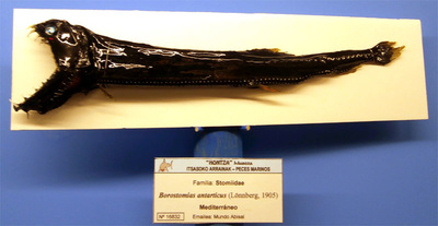 Pez abisal Borostomias antarcticus en museo hontza