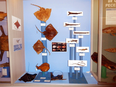 Exposición de Peces de las profundidades en museo