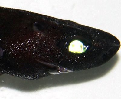 Ojos bioluminiscentes y reflectantes de tiburón Dalatias licha