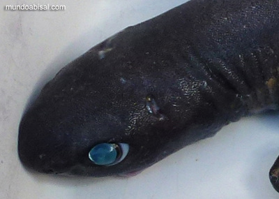 Color de ojos de tiburón abisal Dalatias licha