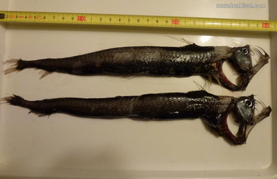 Dos peces víbora capturados en el Mediterraneo. Chauliodus sloani