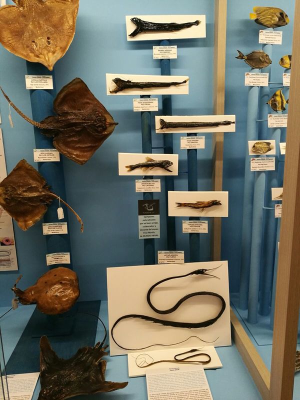 Exposición peces abisales museo Hontza