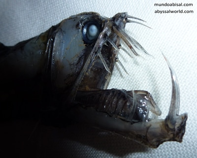 Imagen de pez víbora con la mandíbula abierta