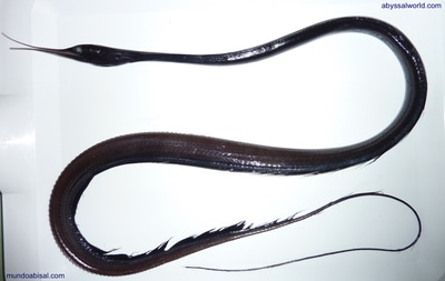 Nemichthys scolopaceus Anguila abisal
