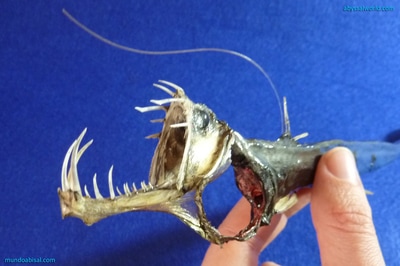 Taxidermia de pez víbora con dientes enormes. Gabinete de curiosidades