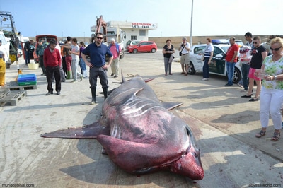 Tiburón peregrino capturado en Calpe