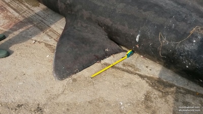 Tiburón gigante atrapado en Calpe