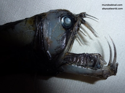 Pesca de pez víbora con mandíbula gigante