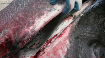 Mandíbula y dientes del tiburón peregrino
