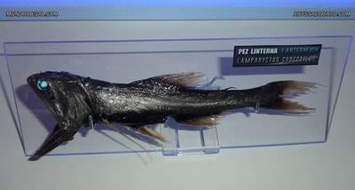 Lampanyctus crocodilus taxidermia pez linterna