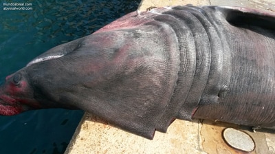 Tiburón peregrino gigante