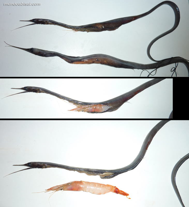 Alimentación estómago de Nemichthys scolopaceus