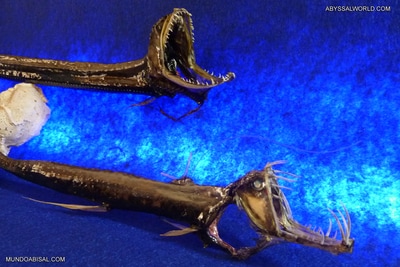 Monstruos marinos conservados y venta de taxidermia