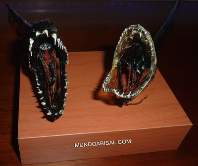 Mandíbulas y dientes monstruosos de dos peces demonio abisales