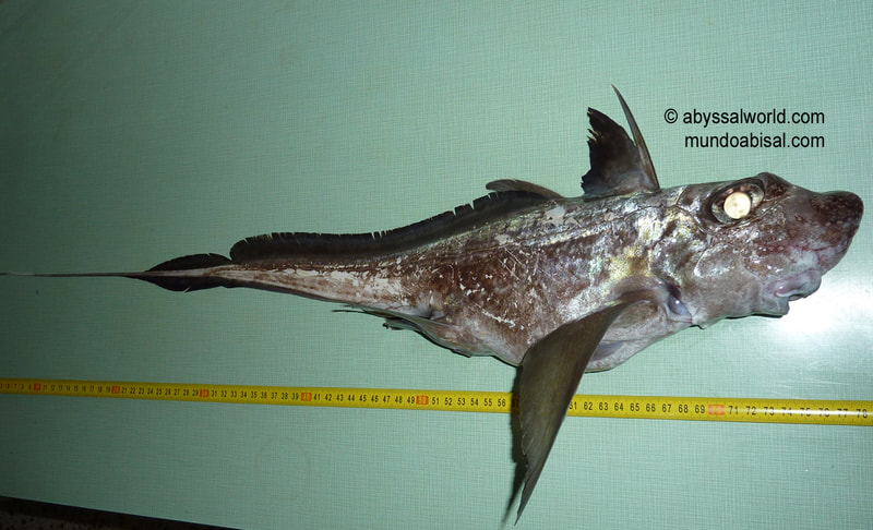 Pez raro pescado a más de 600 metros de profundidad. Quimera