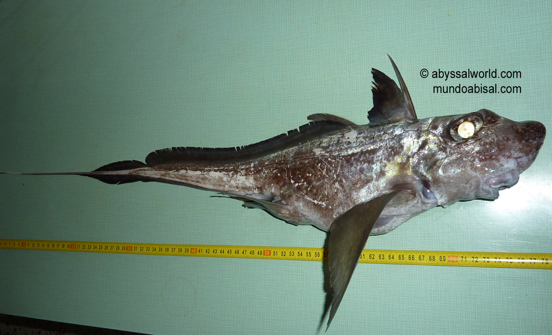 Blog mundo abisal - noticias fotos videos biología pesca taxidermia marina  y peces abisales - MUNDOABISAL Peces de las profundidades y taxidermia  abisal.