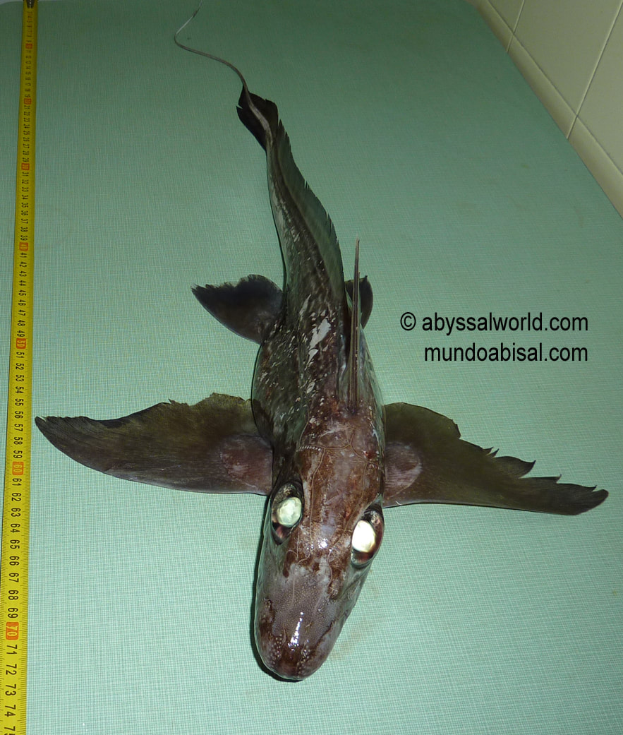 Blog mundo abisal - noticias fotos videos biología pesca taxidermia marina  y peces abisales - MUNDOABISAL Peces de las profundidades y taxidermia  abisal.