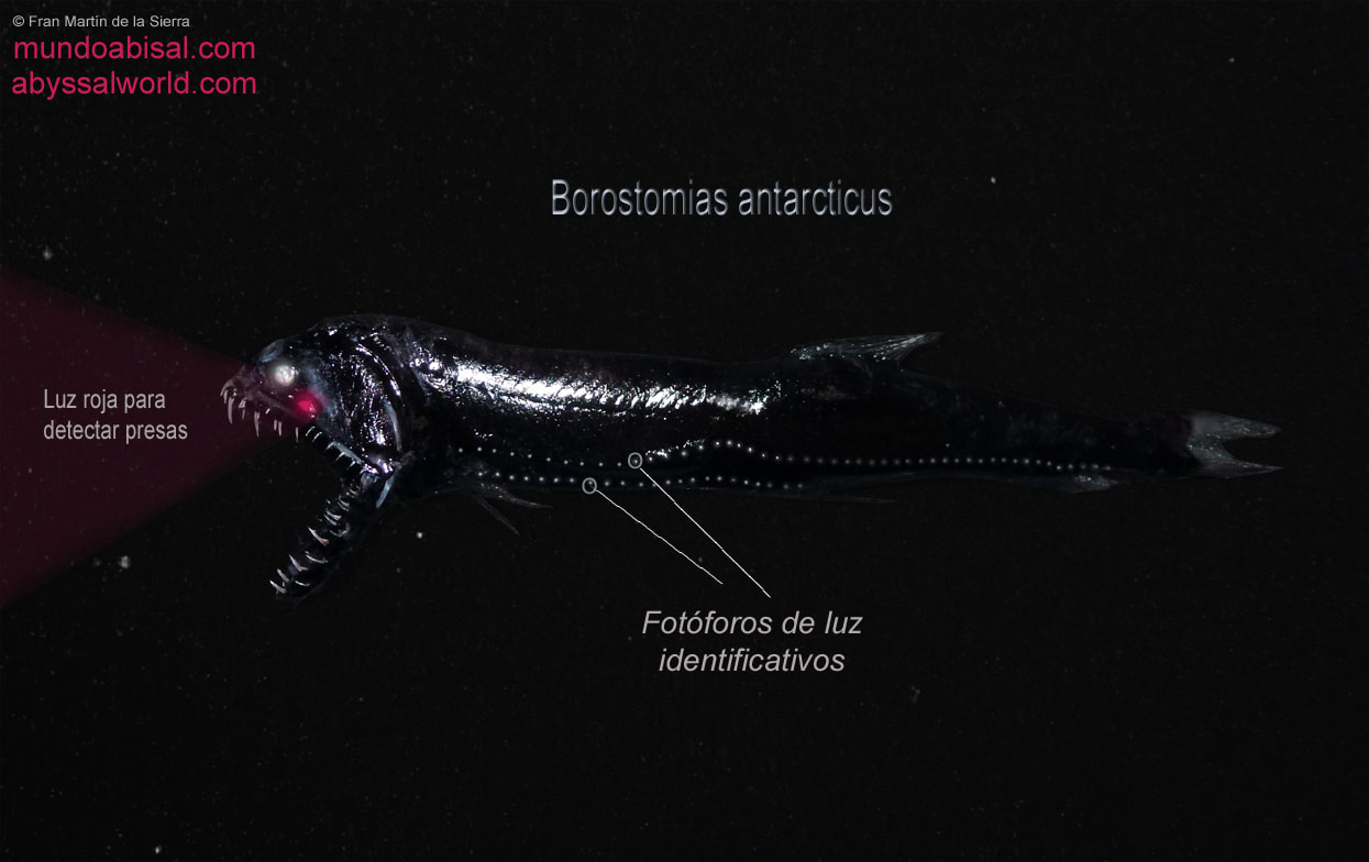 Ilustración bioluminiscencia Borostomias antarcticus