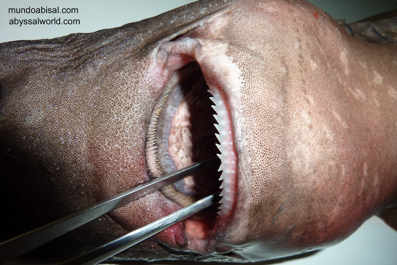 mandíbula dientes tiburón dormilon somniosus