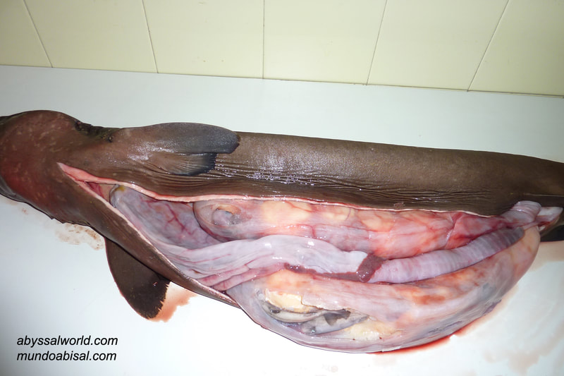 Disección estómago órganos internos tiburón dormilón Somniosus rostratus