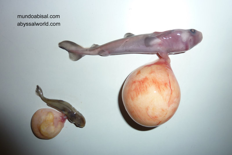 Embriones tiburón Somniosus rostratus