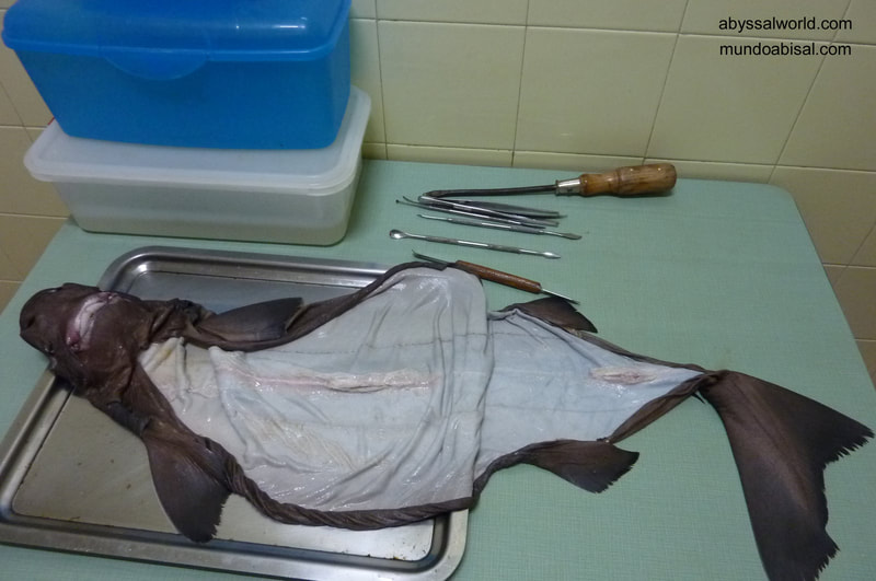 Proceso de taxidermia tiburón raro Somniosus
