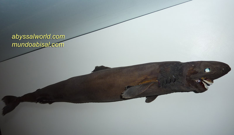 Taxidermia de tiburón dormilón. Somniosus rostratus