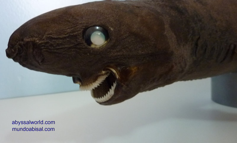 Sleeper shark taxidermy. Jaws Somniosus rostratus