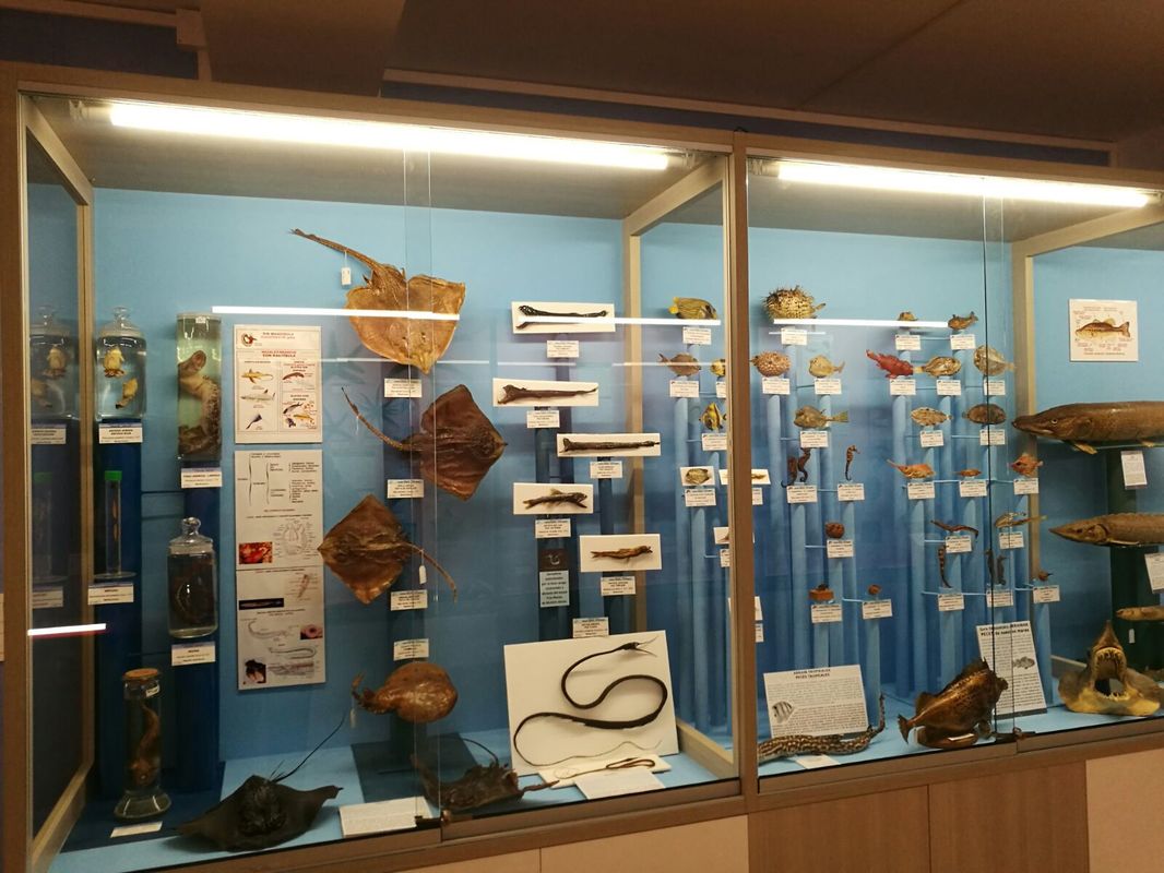 Exposición museo peces abisales taxidermia