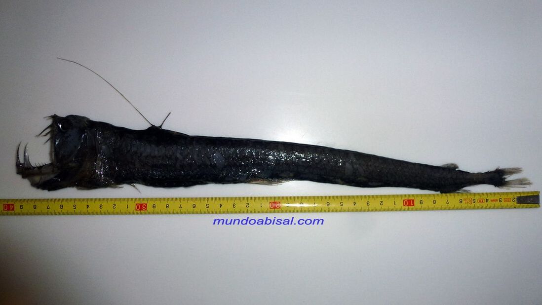 Pez víbora de mayor tamaño capturado. Pesca Chauliodus sloani
