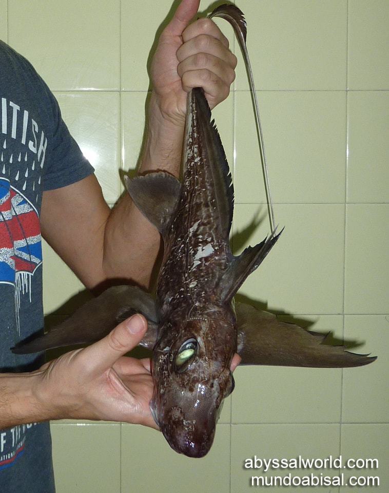 Pesca de Quimera monstruosa en Santa Pola