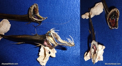 Peces víbora y peces dragón conservados en taxidermia